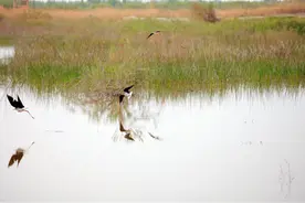 看！泽普县叶尔羌河国家湿地公园里候鸟成群栖图片