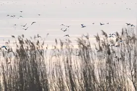 新时代中国调研行·黄河篇｜湖光山色入画屏——山东东平湖绘就生态画卷图片