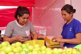 新疆库车小白杏成熟上市 甜蜜经济带火夏日果园图片