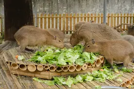 合肥野生动物园卡皮巴拉“佛系”宅家 一天狂炫40斤食物图片