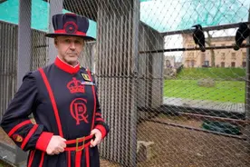 伦敦塔迎来新任乌鸦守护人：英国前皇家海军陆战队队员将负责照看7只乌鸦图片