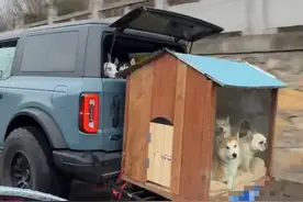 回家过年之“狗在囧途”！坏消息：风好大，好消息：是卧铺图片