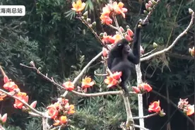 木棉花开春意浓 海南长臂猿开启“吃播”模式图片