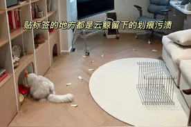 “扫地机毁了30万装修”？新房入住3天被刮花地板，云鲸回应 | 大公司图片