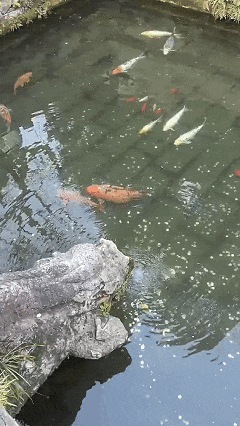 5月6日(2).gif