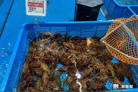 小龙虾抢“鲜”上市！量少价高，降价还得再等等图片