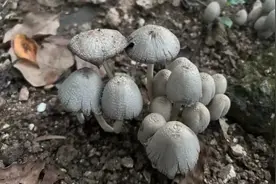 雨后大量出现！不要采、不要吃！图片