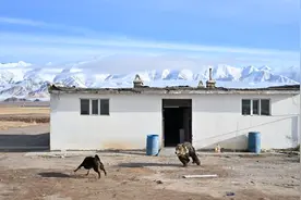 投喂、逗弄藏马熊：该剥离对野生动物的浪漫化想象了|新京报快评图片