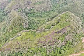 韶关始兴发现丹霞梧桐新群落 该物种是造林先锋树种图片