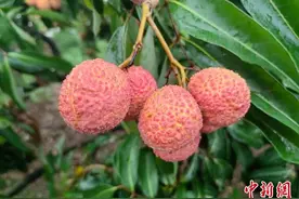 海南荔枝高端品种“无核荔枝”开市价格高涨图片