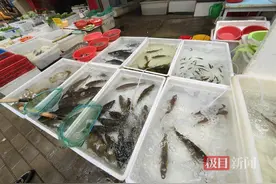 清明节后淡水鱼俏销，“清塘”模式让家常鱼跌破7元线图片