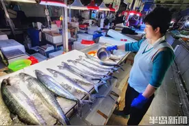 封海倒计时，鲅鱼价不高！图片