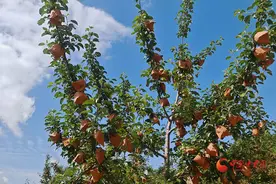 静宁：为苹果品质保驾护航 百万亩果园套袋忙图片