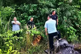 披荆斩棘的汪汪队再立新功！密林中找到走失老人图片