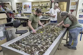 近1000只鸟类撞上窗户死亡，专家解释城市鸟撞事件图片