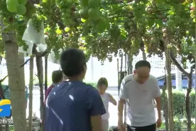 青岛城阳：葡萄香满园 采摘正当时图片