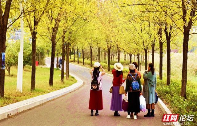 秋游时刻丨一条线路，三种景致：我拍下了郑州最诗意的秋天