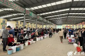 潍坊临朐大樱桃销售火爆 引领果市新风潮图片