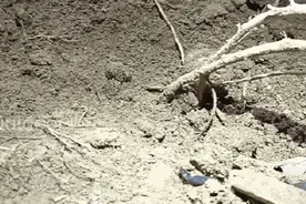 见过蛇飞，你见过蛇翻跟头吗？蛇的8条冷知识图片