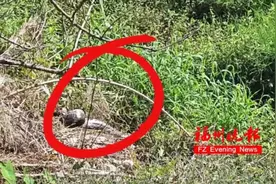 可怕！福州一地惊现巨蟒，已盘踞多日图片