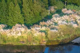 《诗经》里的蒹葭，到底是什么植物？图片
