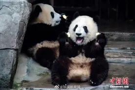 你发现了吗？大熊猫是天生的内八字图片