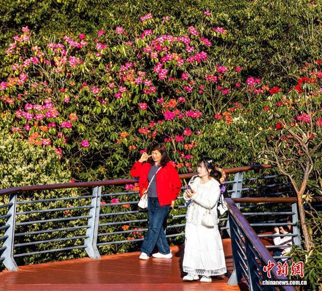 “地球彩带”贵州毕节百里杜鹃景区盛花期吸引游客