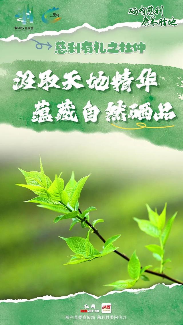 海报 | 慈利有礼 · 杜仲篇