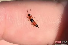 南宁一大学生因隐翅虫引发皮炎 医生提醒：千万不要拍打图片