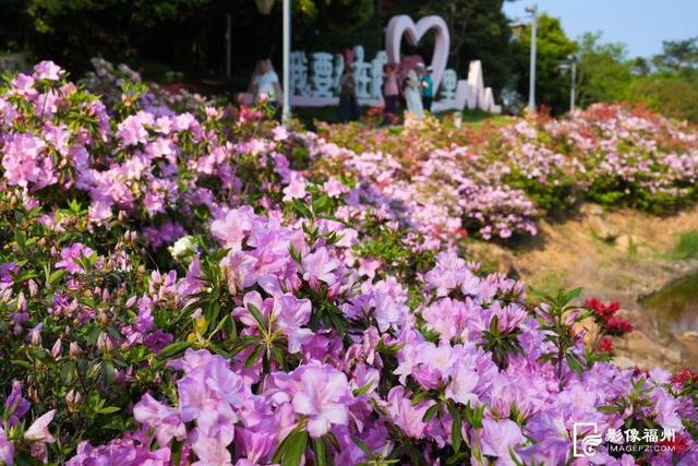 姹紫嫣红！福州进入春日高颜值时刻！