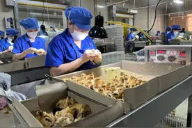 流水线上的小鸡性别鉴定师图片