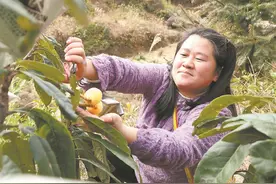 漳州：“报春第一果”变身致富黄金果图片