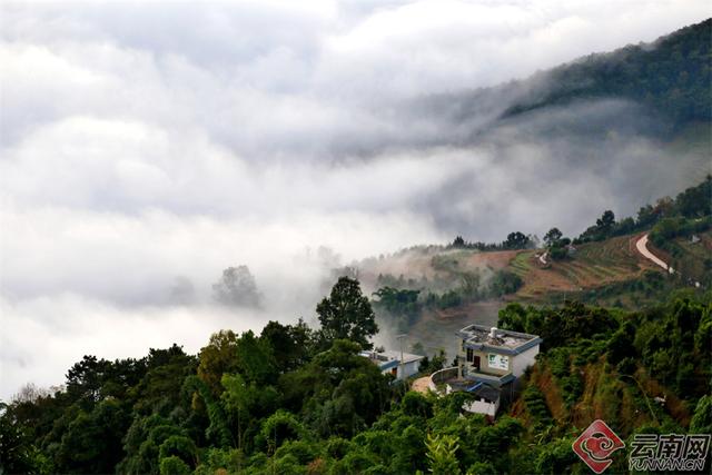 临沧临翔：邦东乡秋茶遇云海 山水画卷醉游人