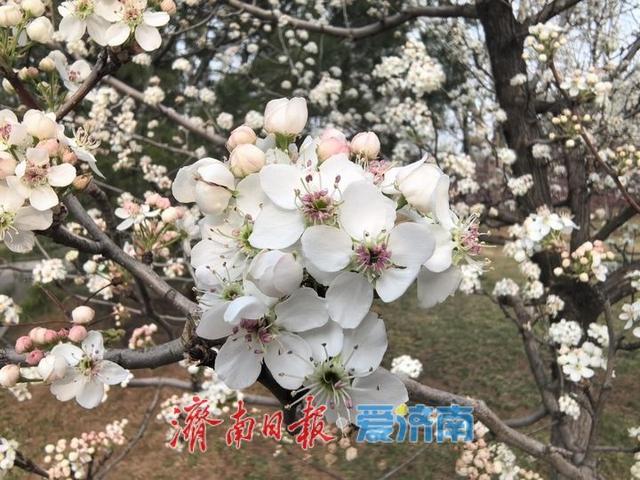 清明赴花约！济南植物园承包你的春日极致浪漫