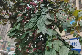 当心！重庆街头近期大量出现！千万别乱摘乱吃图片