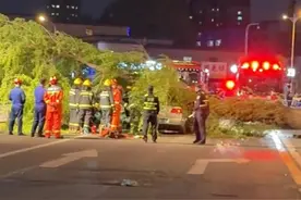 长春街头大树被风连根拔起砸中路过小车，驾驶室凹陷成V型，车上人员躲过一劫图片