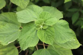 江南物语｜苎麻图片