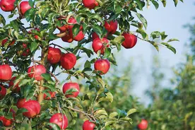 苹果套袋前的病虫害防治图片