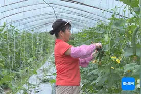 热销国内外！海南瓜瓜果果菜菜为何“吃香”？秘诀→图片