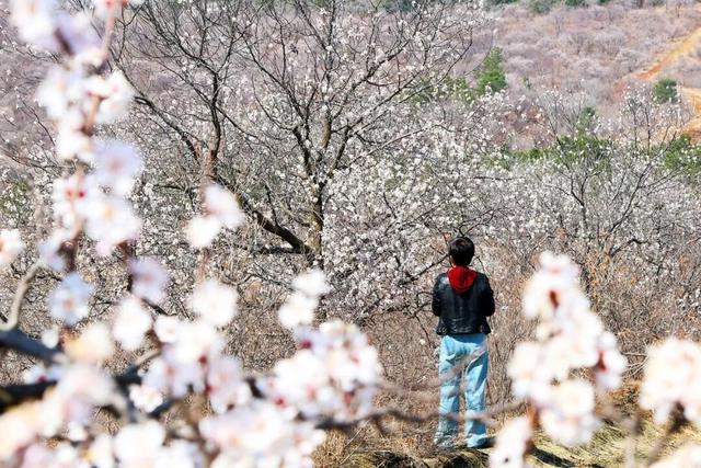 朝阳 浪漫来袭，邂逅“开往春天的列车”