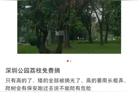 深圳公园荔枝免费摘？网友：得不偿失！官方回应→图片