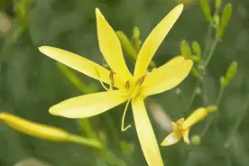 这种菜正上市！小心中毒！越新鲜越危险……图片