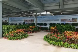 品美食赏花木 10日起可到静观服务区逛展图片