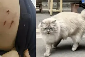 流浪猫8天抓咬3名路人，投喂者被诉赔偿2人同意和解，另一伤者：不接受只赔50%视频封面