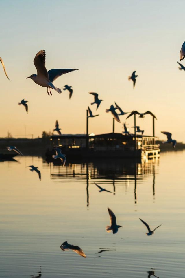 都是小众打卡点！在这些地方看海鸥，景美鸥多还诗意满满~