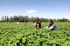 英吉沙县：紧抓田间管理 棉花打顶进入尾声图片