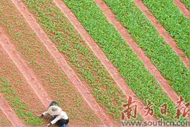 无人机喷洒农药    两个小时搞定百余亩地图片