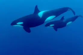 《自然》研究：经历更年期的雌性鲸寿命更长，有更多时间照顾幼崽成长图片