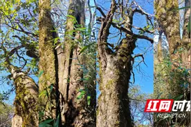 南山国家公园候选区发现罕见水青树分布群落图片