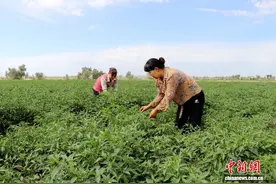 甘肃民勤突破自然桎梏发展寒旱农业 辣椒“红”满田畴图片